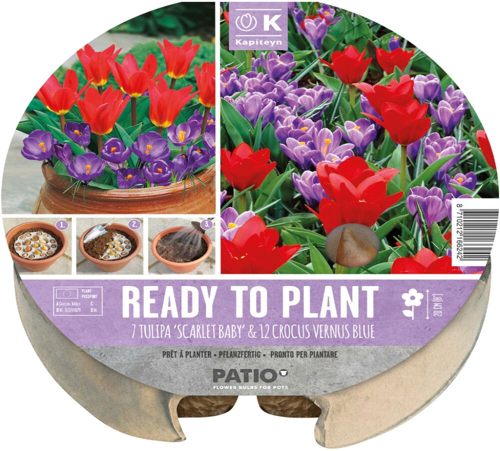 Komplekt Kapiteyn tulbid ja krookused 19 tk