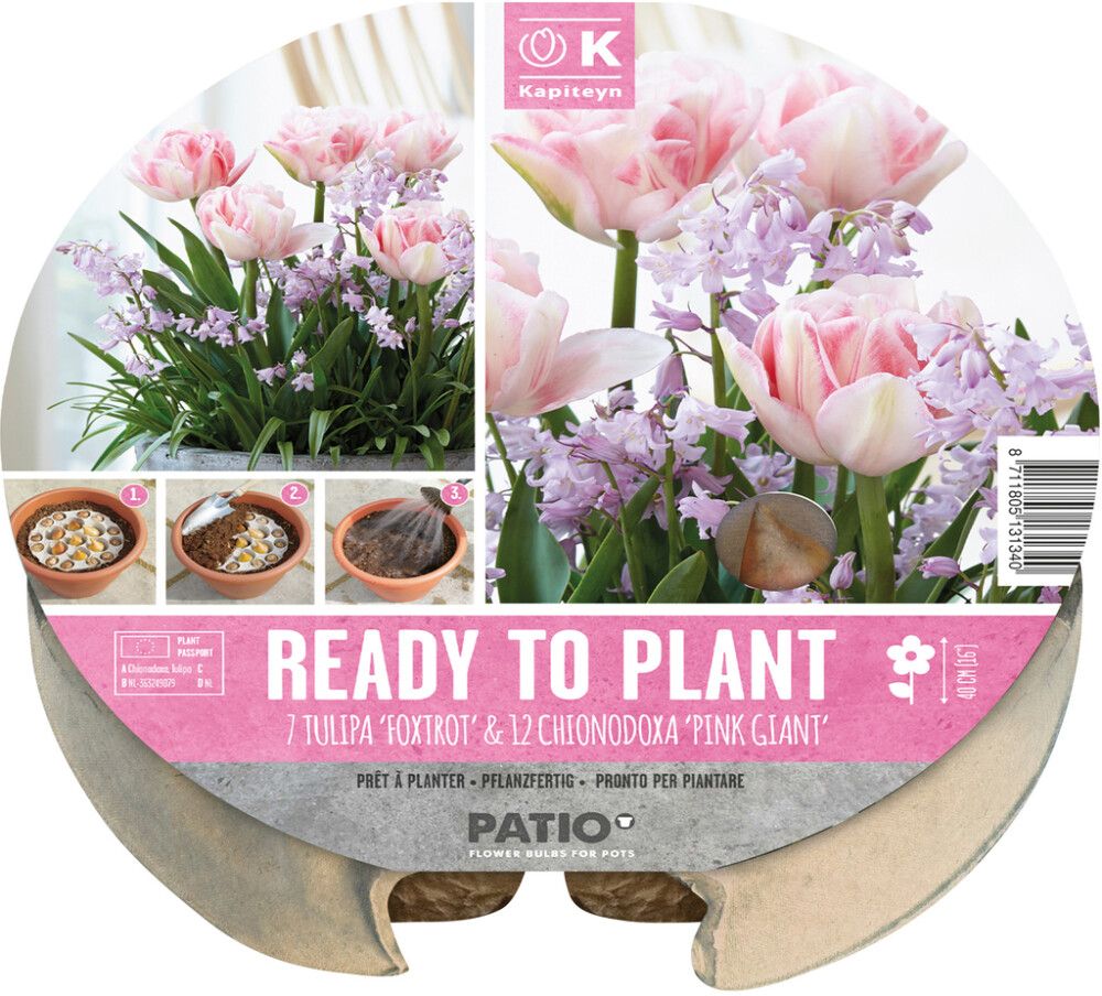 Komplekt Kapiteyn tulbid ja kevadtäht 19 tk