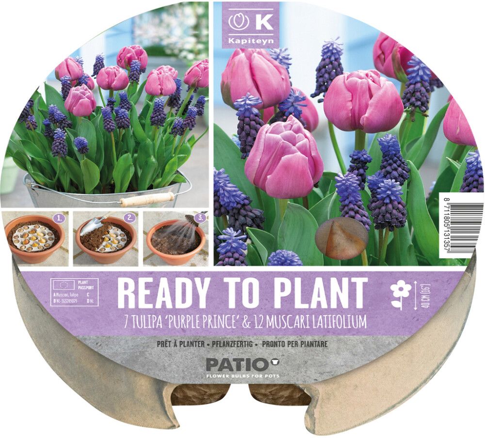 Komplekt Kapiteyn tulbid ja kobarhüatsindid 19 tk