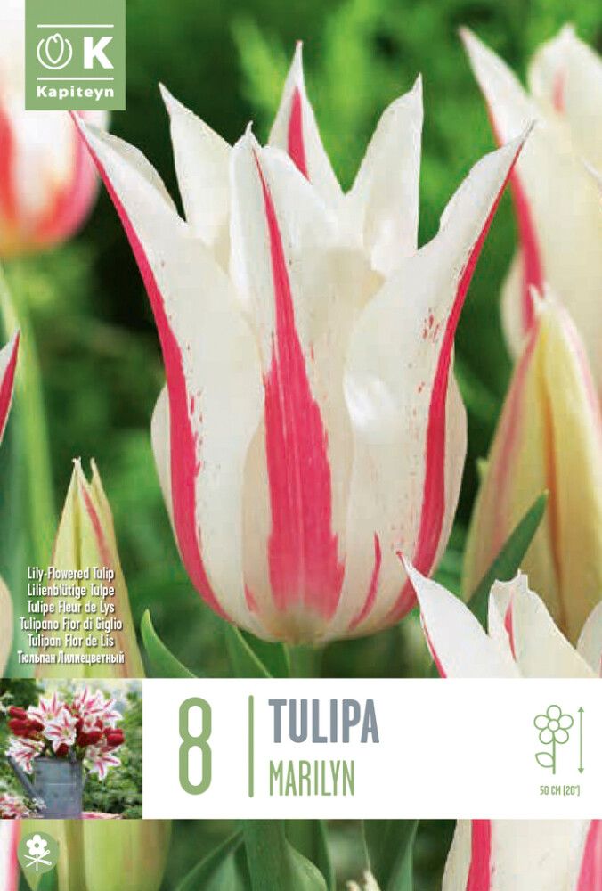 Tulp Kapiteyn Lily Flowered Marilyn 8 tk