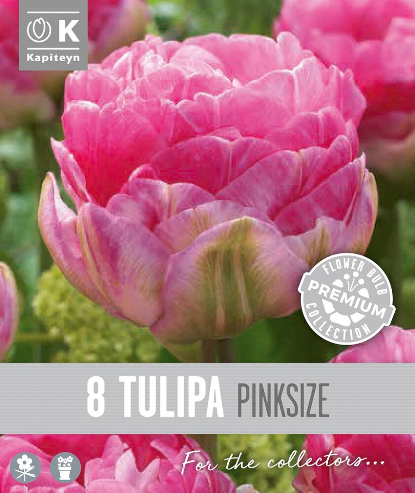 Tulp Kapiteyn Double Late Pink 8 tk