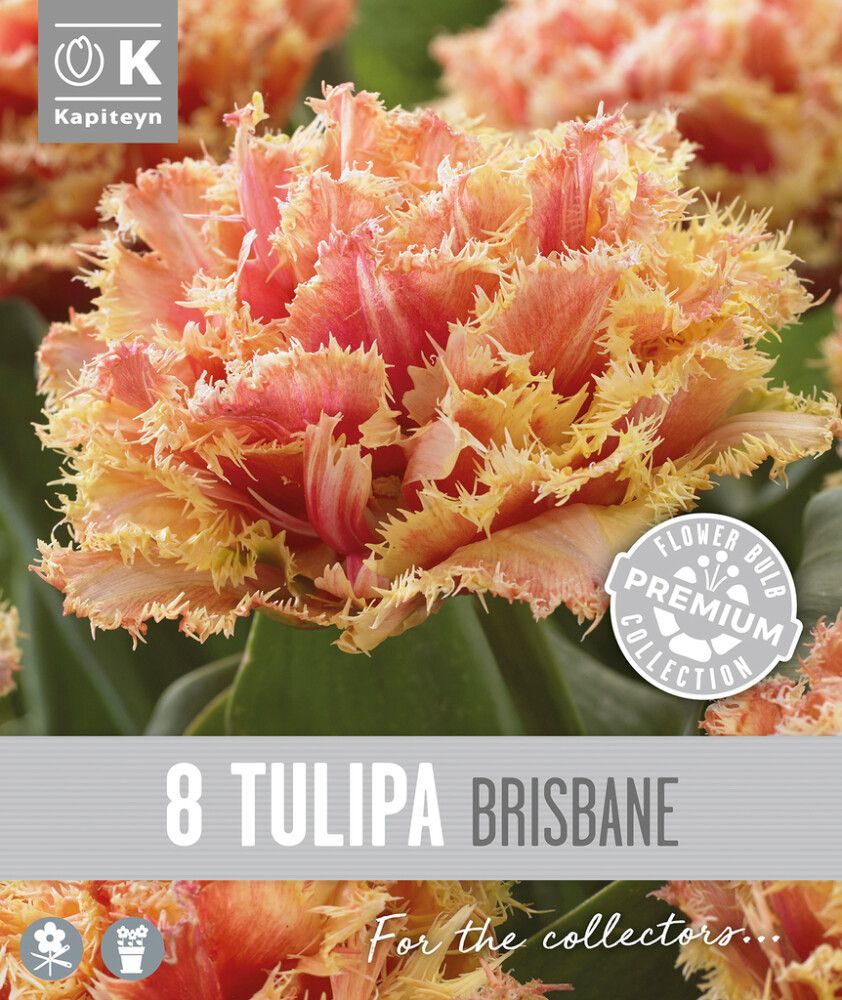 Tulp Kapiteyn  Double Fringed Brisbane 8 tk