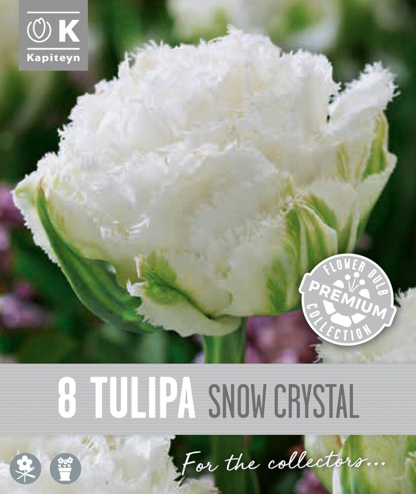 Tulp Kapiteyn Double Fringed Snow 8 tk