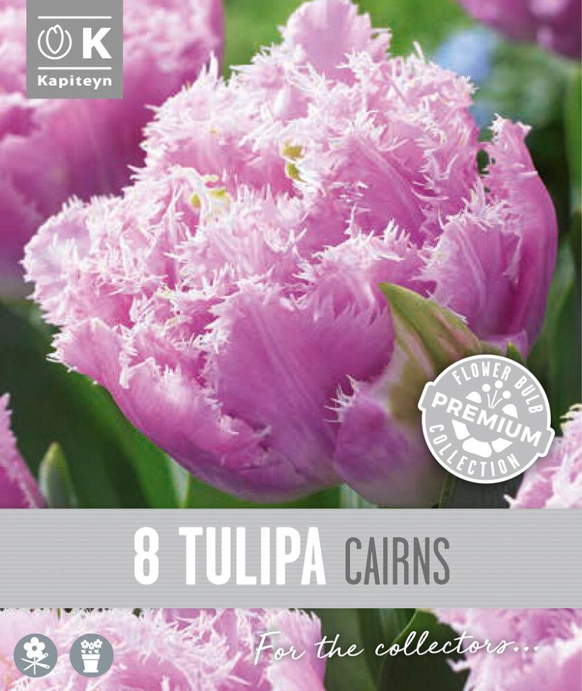 Tulp Kapiteyn Double Fringed Cairns 8 tk
