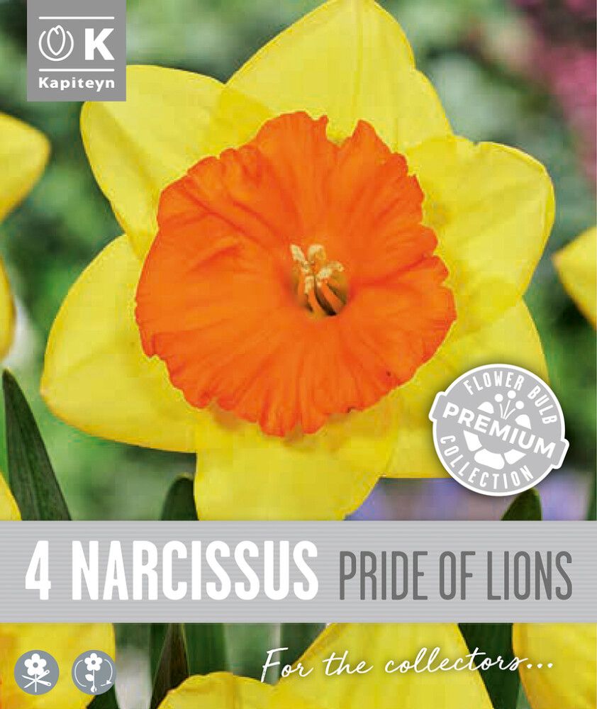 Nartsiss Kapiteyn Large Cupped 4 tk