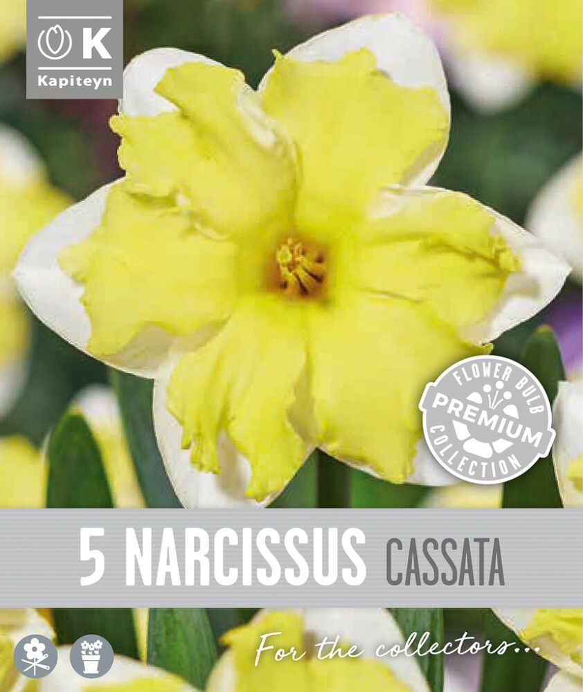 Nartsiss Kapiteyn Collar Cassata  5 tk