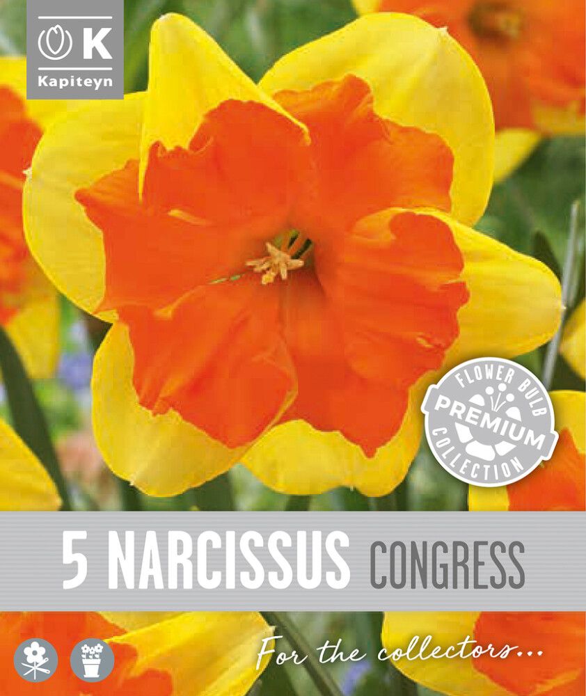 Nartsiss Kapiteyn Collar Congress 5 tk