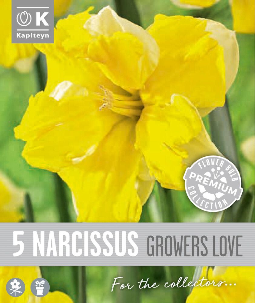 Nartsiss Kapiteyn Collar Growers 5 tk