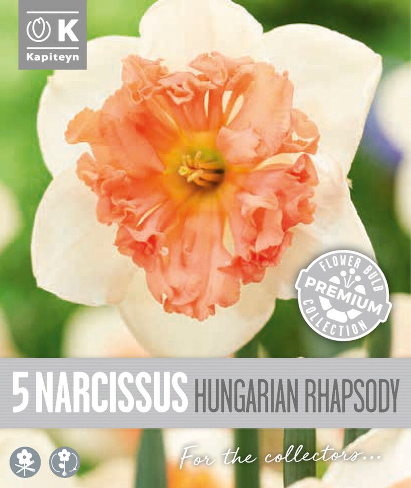 Nartsiss Kapiteyn Collar Hungaria 5 tk
