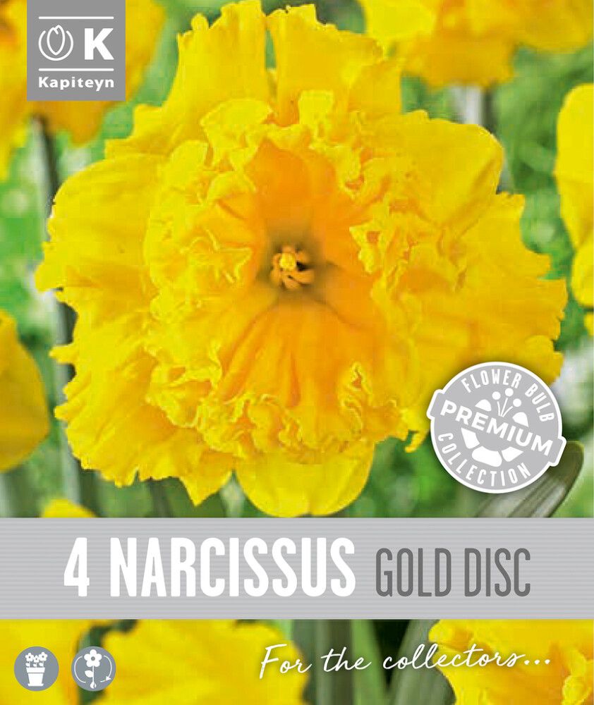 Nartsiss Kapiteyn Collar Gold 4 tk