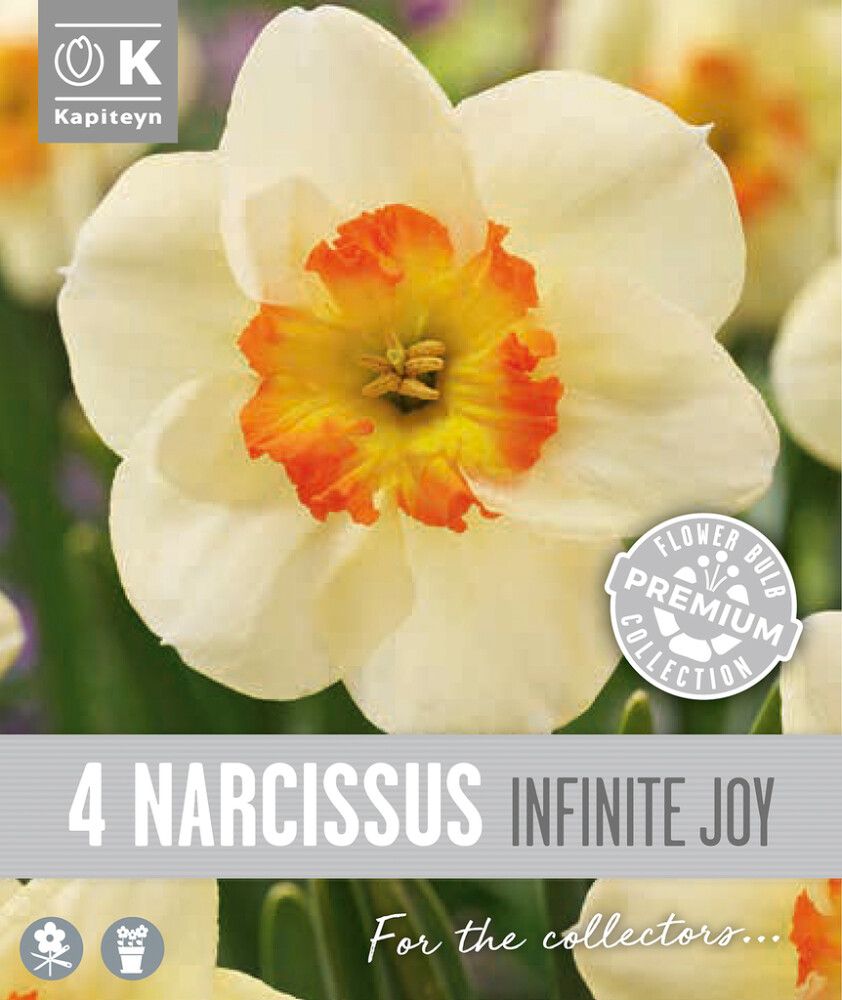 Nartsiss Kapteyn Infinite Joy 4 tk