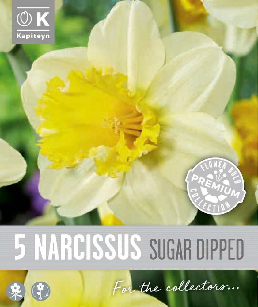 Nartsiss Kapiteyn Large Cupped 5 tk