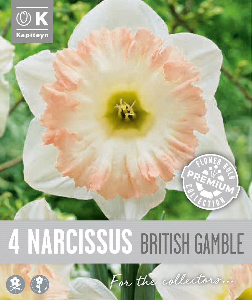 Nartsiss Kapiteyn Trumpet British 4 tk