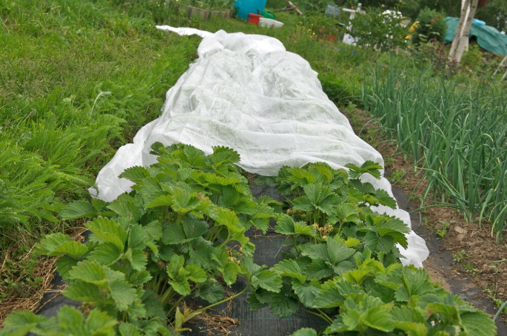 Katteloor 30 m²( 3,2 X 9,4 m)