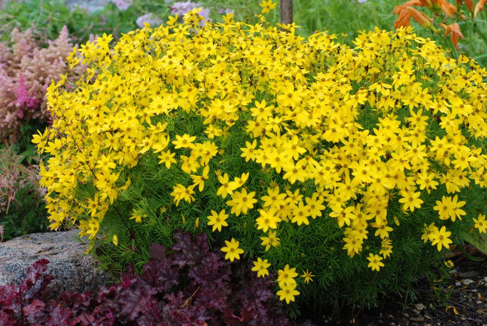 Männas-neiusilm 'Zagreb'