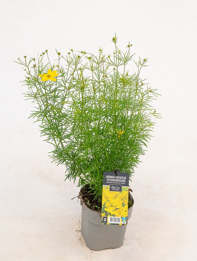 Männas-neiusilm 'Zagreb'