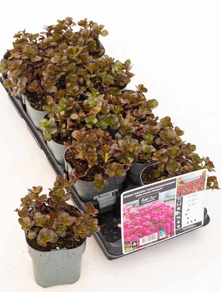 Väikepilt 3