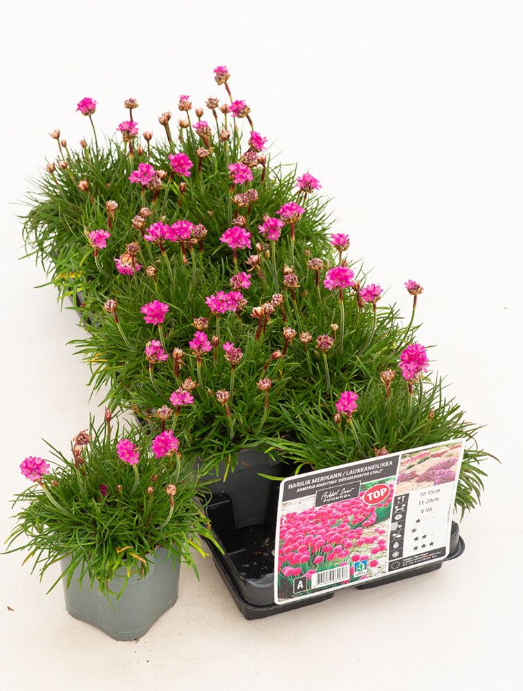 Harilik merikann Düsseldorfer Stolz Ø 12 cm