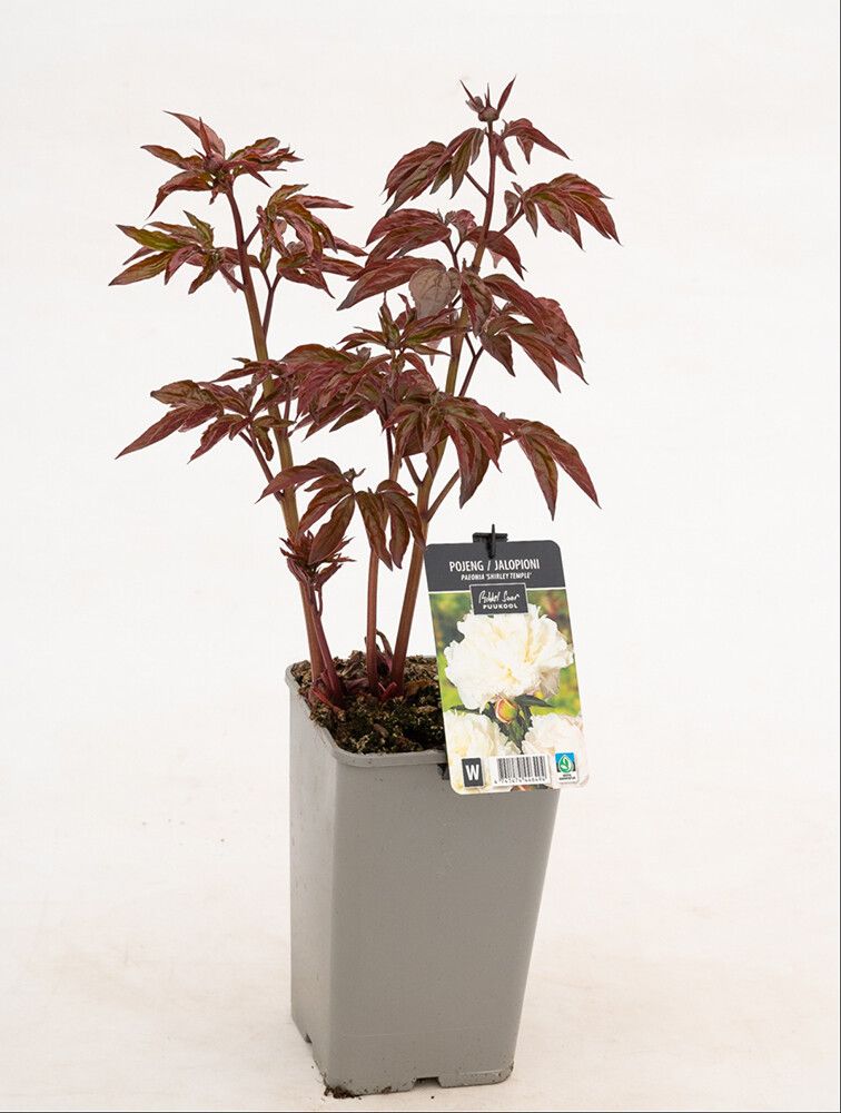 Pojeng Shirley Temple