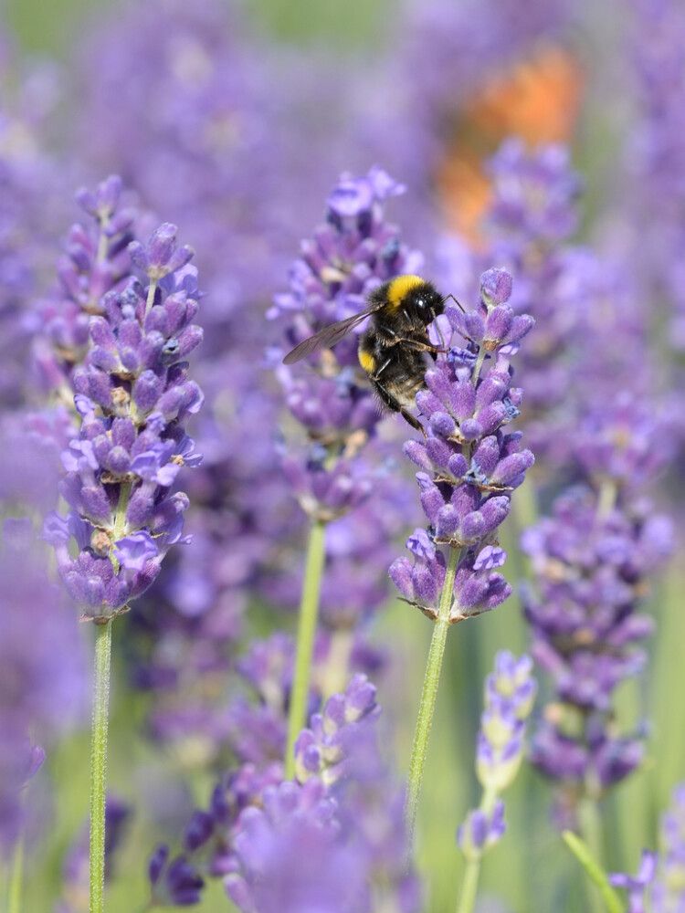 Tähklavendel Aromatico Blue Ø 12 cm