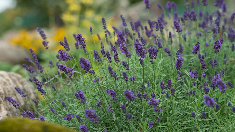 Tähklavendel Aromatico Blue Ø 12 cm