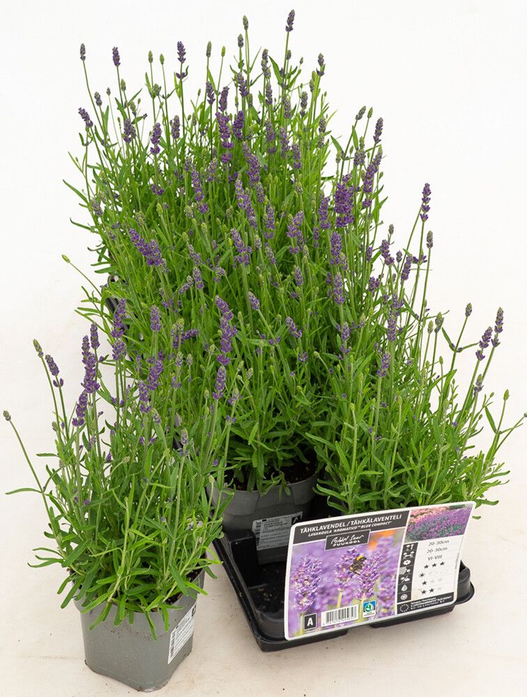 Tähklavendel Aromatico Blue Ø 12 cm