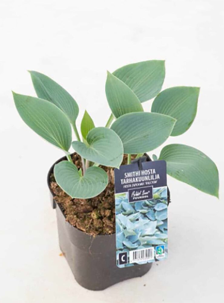 Smithi hosta Halcyon