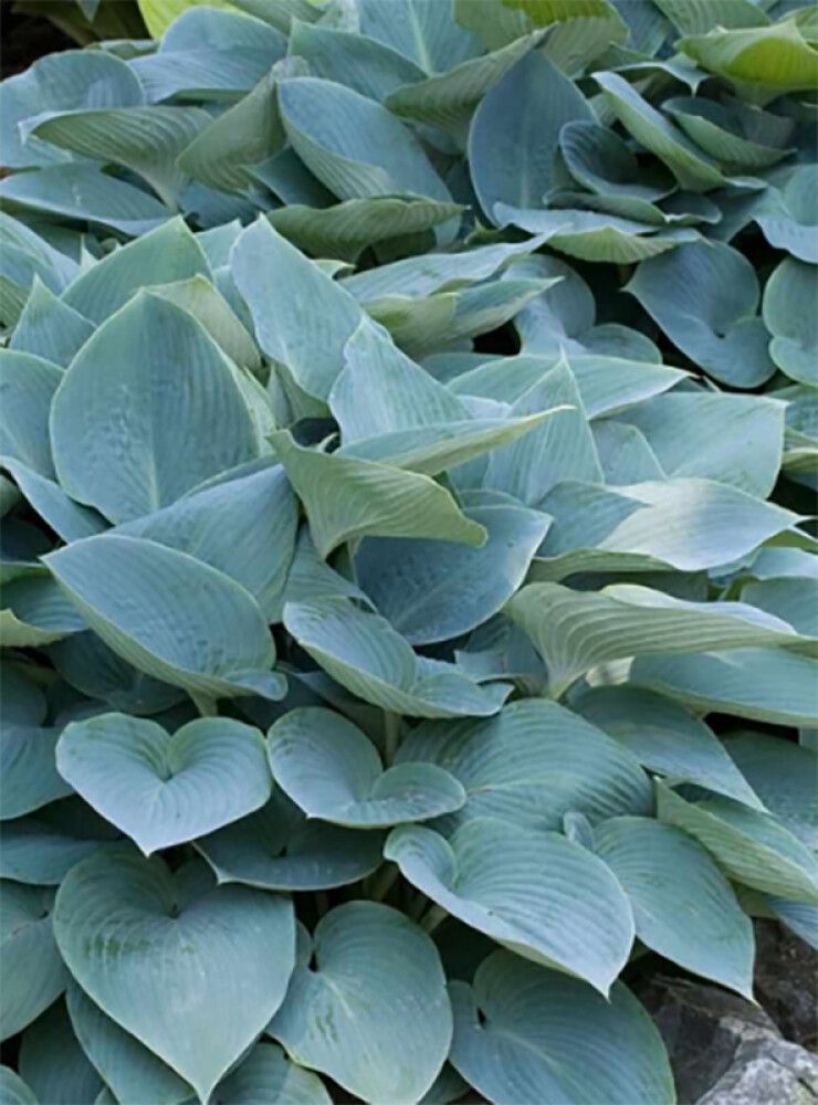 Smithi hosta Halcyon