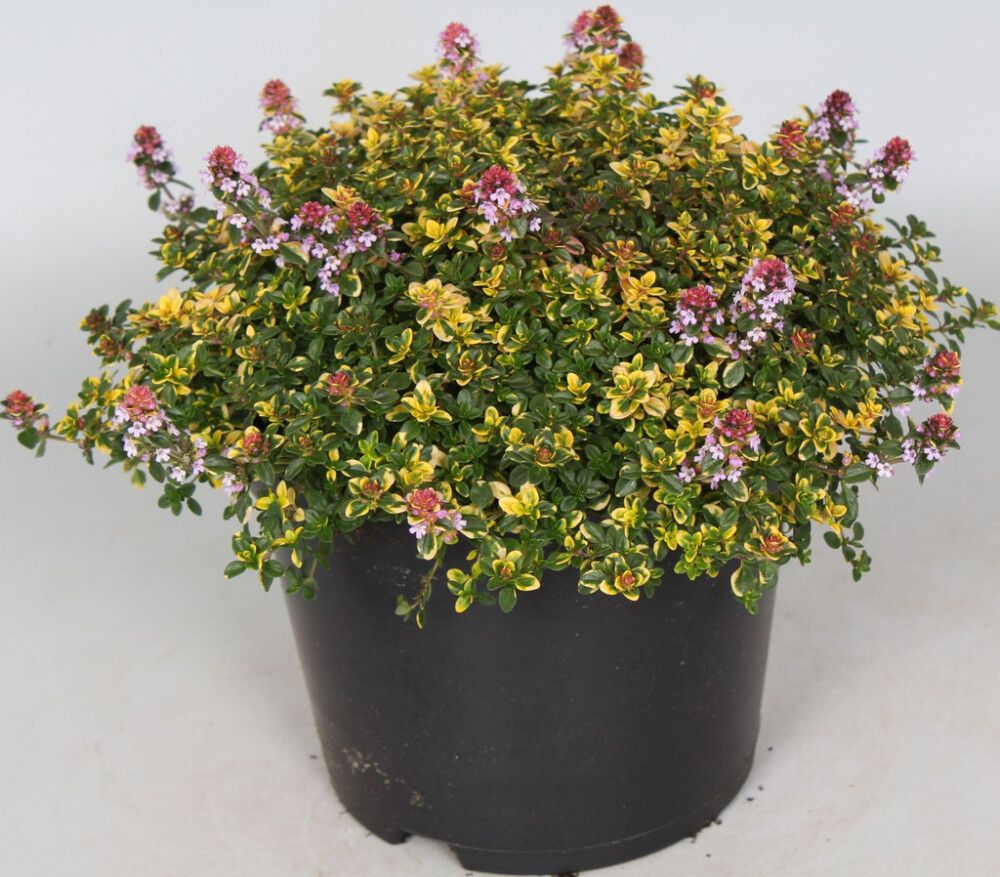 Sidrun-liivatee Sambiesi Ø 12 cm