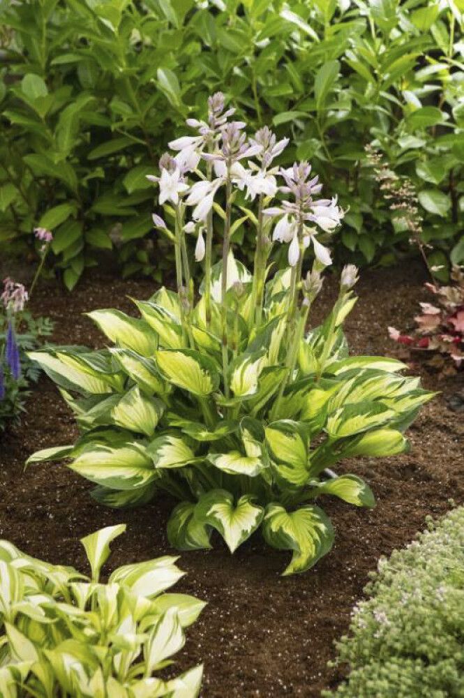 Hosta  Colored Hulk