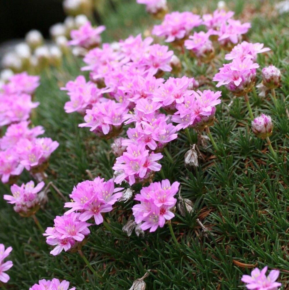 Mätasjas merikann New Zealand Form  Ø 12 cm