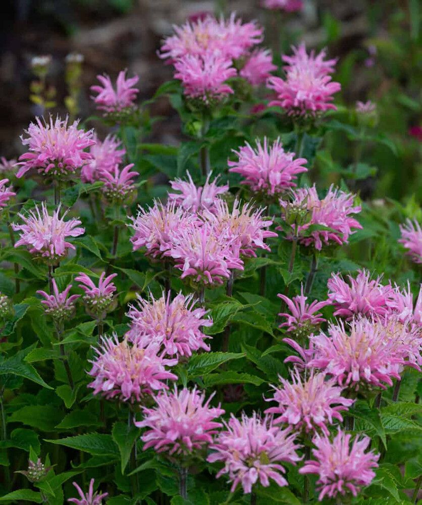 Monarda Pink Frosting C2