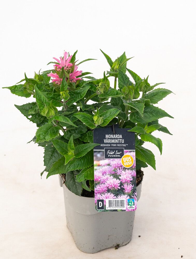 Monarda Pink Frosting C2