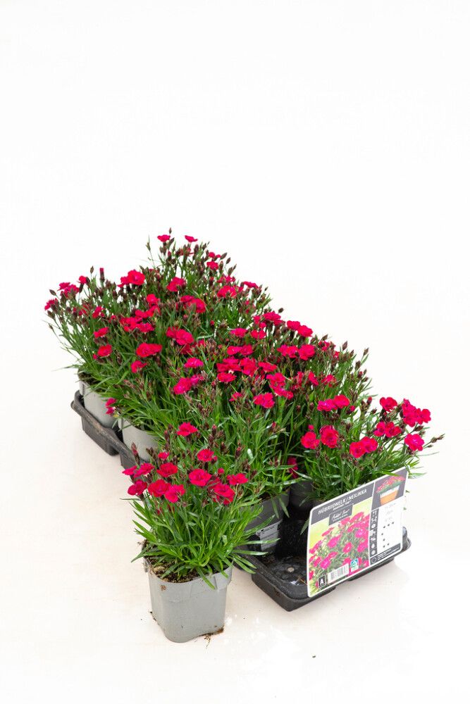 Hübriidnelk Tiiu Ø 12 cm