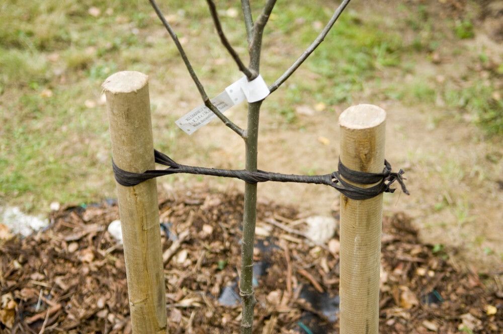 Tõrvanöör Tarha  1,5 cm x 10 m