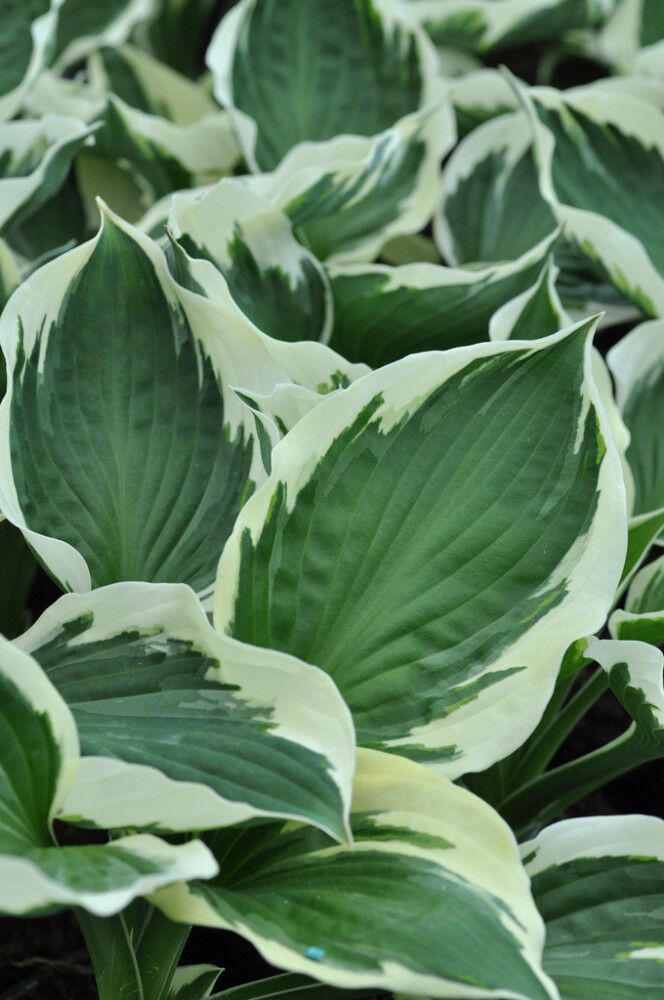 Hosta Francee