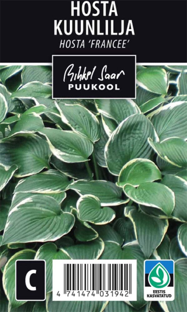 Hosta Francee