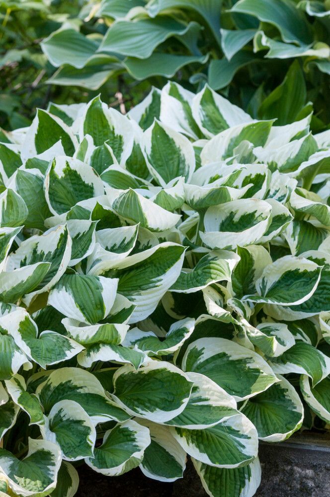 Hosta Francee
