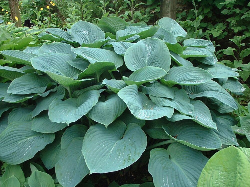 Sinihall hosta Elegans