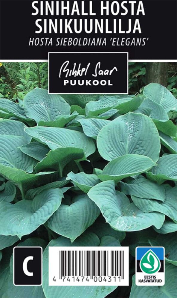 Sinihall hosta Elegans