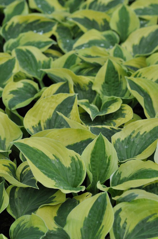 Hosta Wide Brim