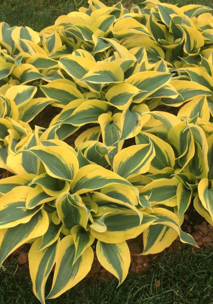 Hosta Autumn Frost