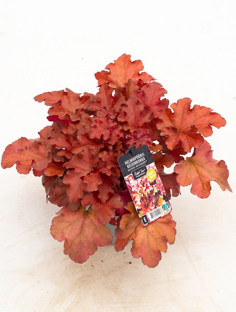 Helmikpööris Boysenberry