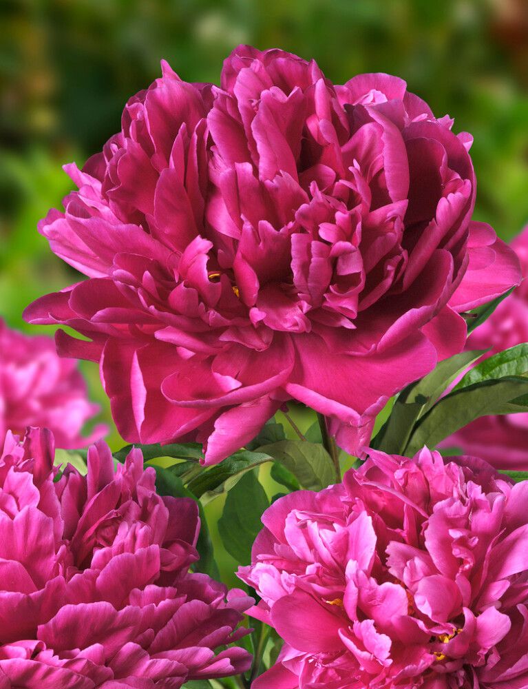 Pojeng Karl Rosenfield