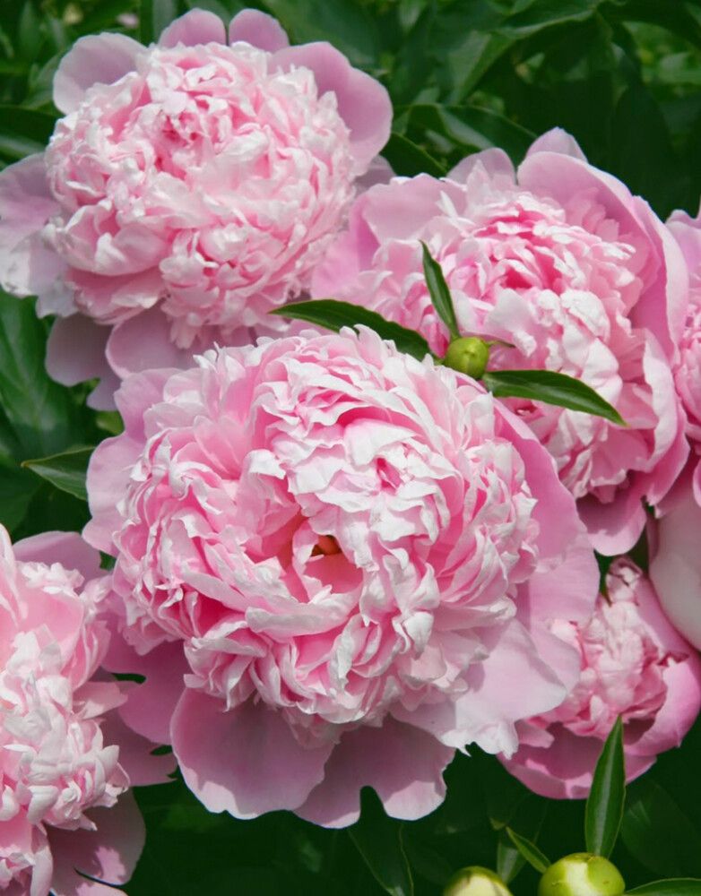 Pojeng Sarah Bernhardt