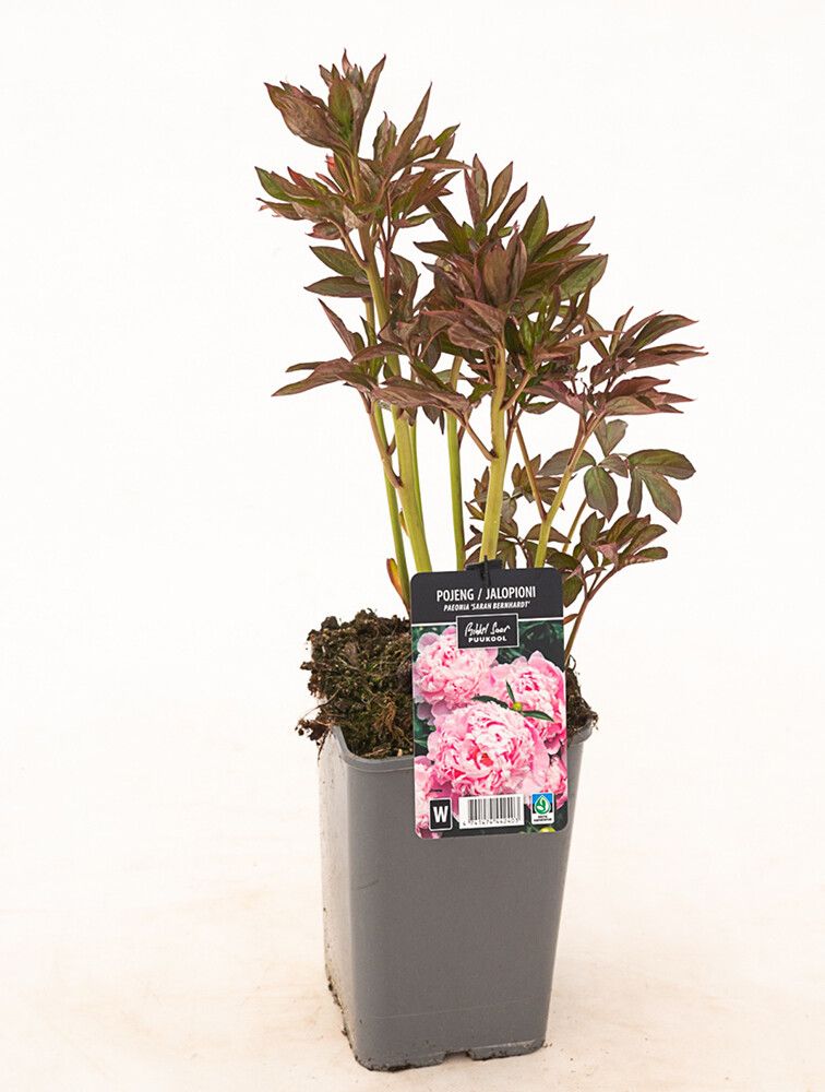 Pojeng Sarah Bernhardt