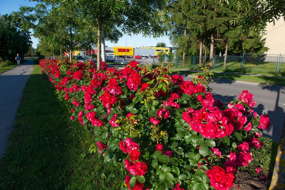 Väikepilt 4