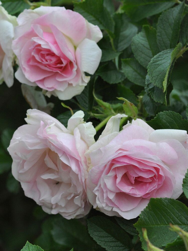 Pargiroos Ritausma