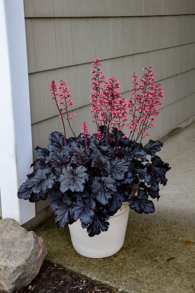 Helmikpööris Timeless Night P15