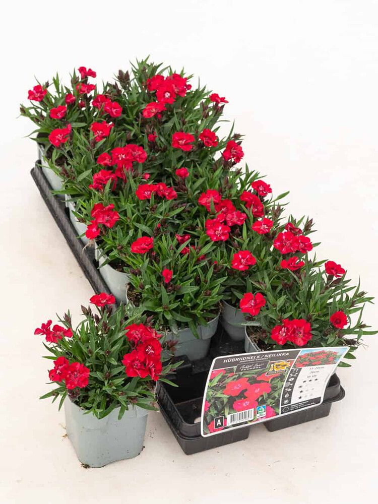 Hübriidnelk Sherise®  Ø 12 cm